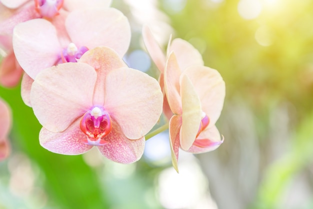 Fiore dell'orchidea nel giardino dell'orchidea al giorno di inverno o di primavera. orchidea phalaenopsis.