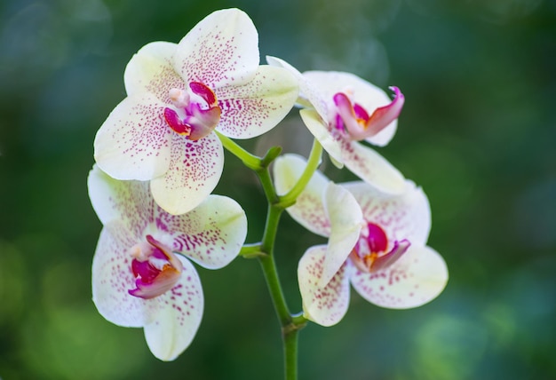 冬または春の蘭の蘭の花