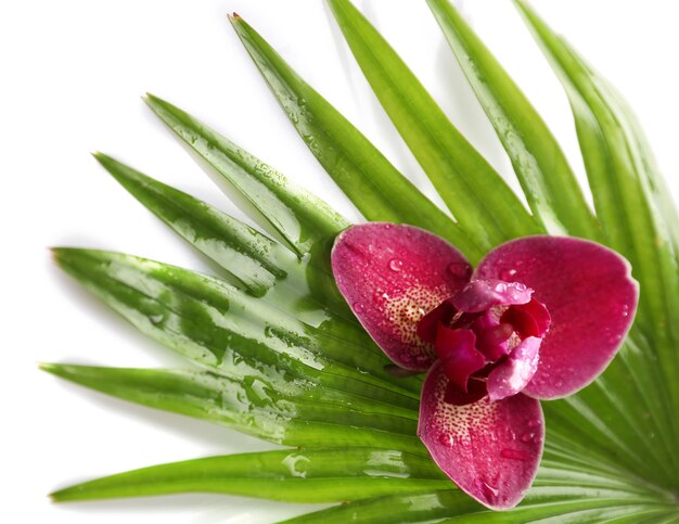 Orchid flower and palm leaves, closeup