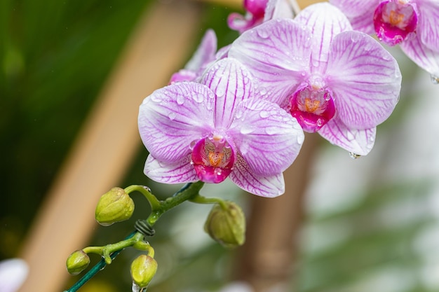 蘭の花胡蝶蘭