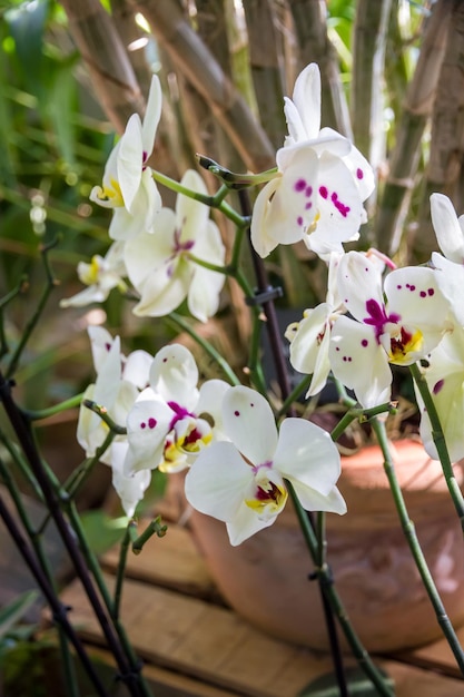 Phalaenopsis del fiore dell'orchidea