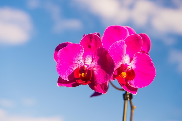 青い空を背景にピンクの蘭の花。胡蝶蘭の花。花の背景。