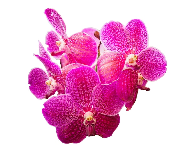 ORCHID Flower Plant in Pot Dollhouse Miniatures Garden isolate background Clipping path