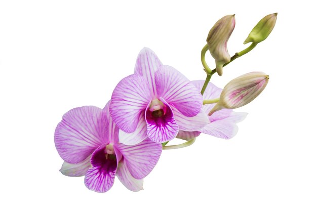 ORCHID Flower Plant in Pot Dollhouse Miniatures Garden isolate background Clipping path