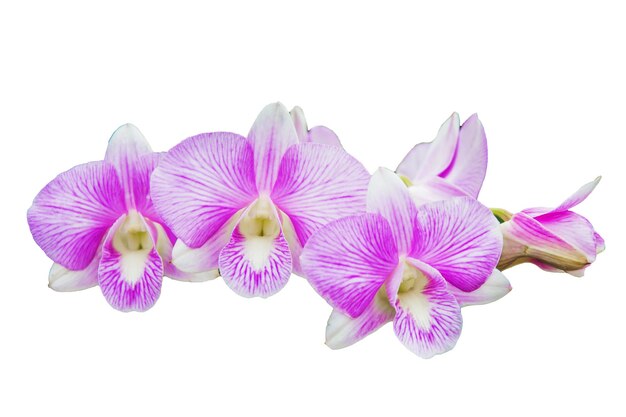 ORCHID Flower Plant in Pot Dollhouse Miniatures Garden isolate background Clipping path