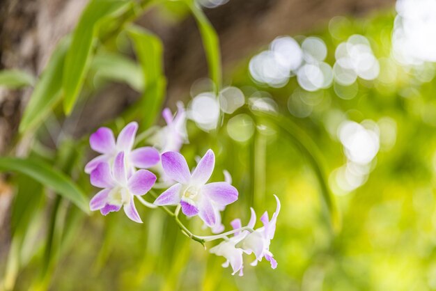 はがきの美しさと農業のデザインの蘭の花。庭の美しい蘭の花