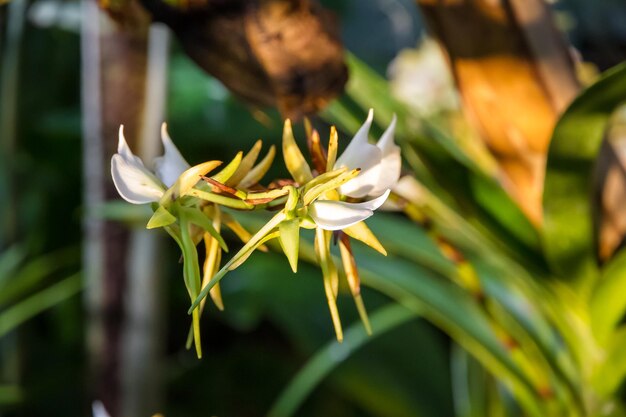 Orchid flower rare species