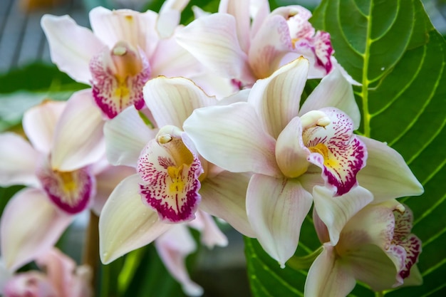 Specie rara di fiori di orchidea