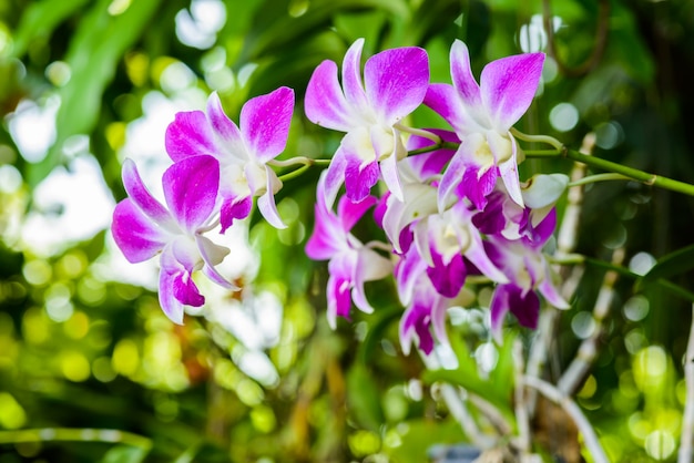 Orchid flower in tropical garden.