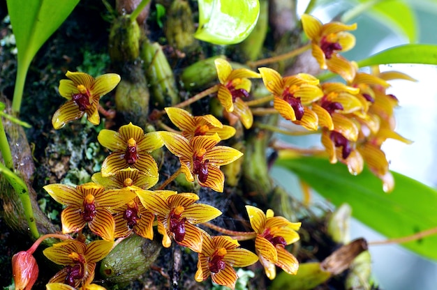 orchid flower at the tropical rain forest in bloom