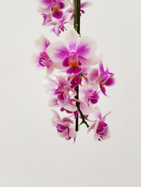 Photo orchid flower upside down