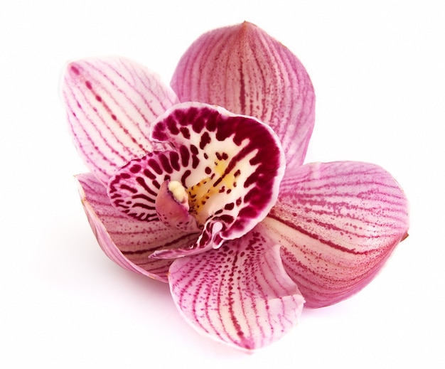 Orchid flower on a white background closeup