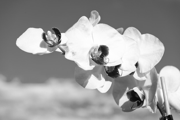 Цветок орхидеи белый на фоне голубого неба Фаленопсис Цветок орхидеи Цветочный фон