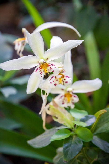 Photo orchid flower white cymbidium