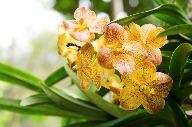 背景がぼんやりした蘭の花