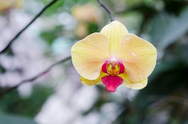 背景がぼんやりした蘭の花