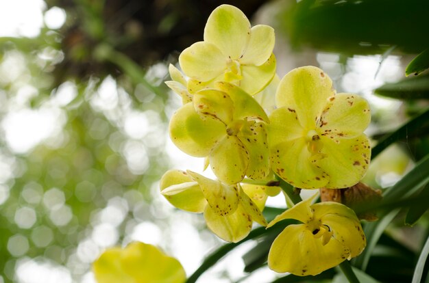 背景がぼんやりした蘭の花