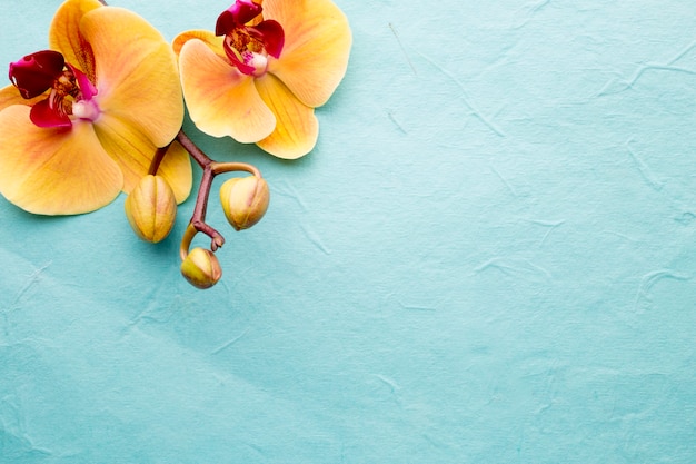 Orchid flower on the wooden background.