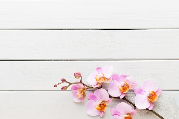 Orchid flower on the wooden pastel background. Spa and wellness scene.