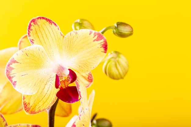 Цветок орхидеи желтый цветет