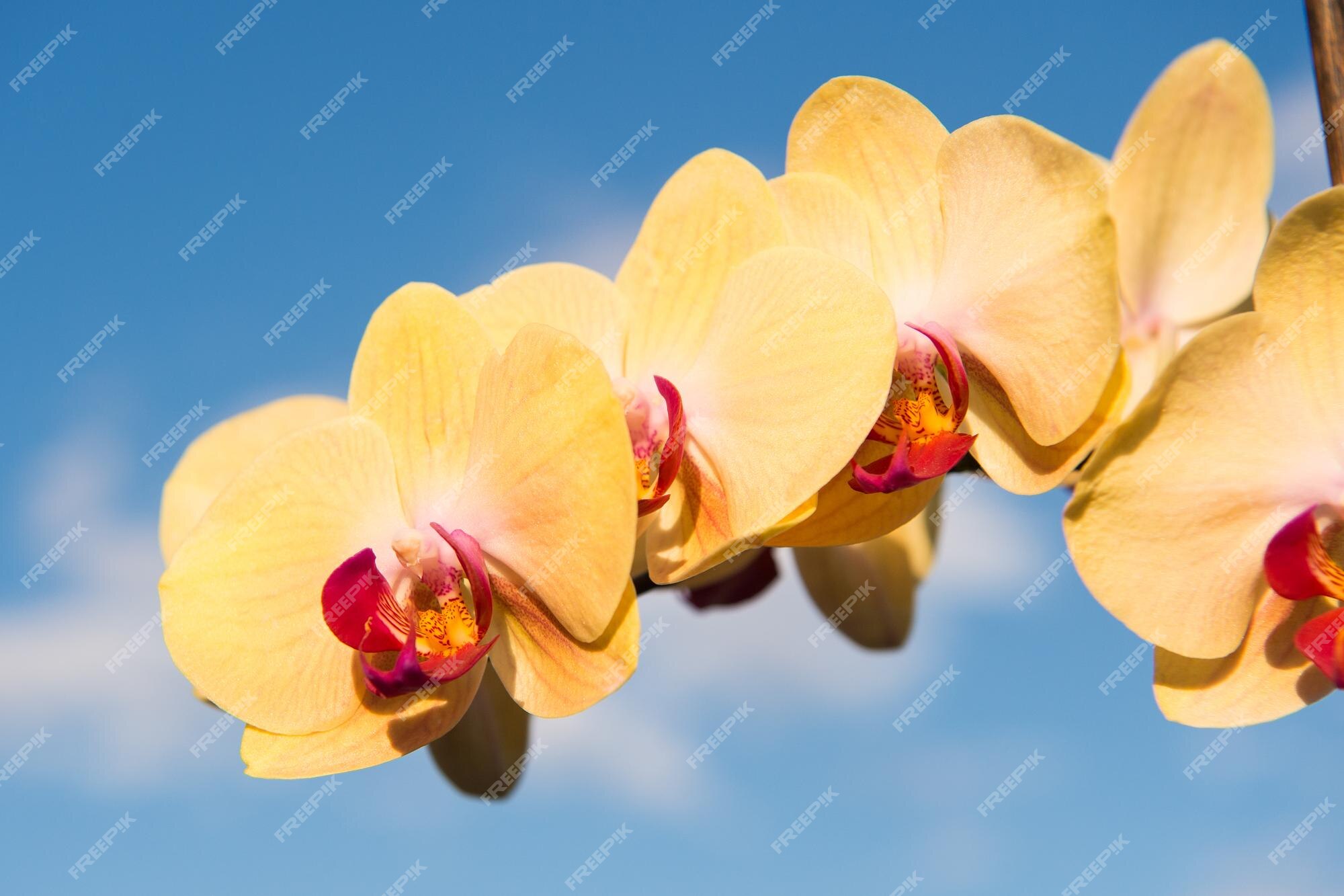 Page 41 | Phalaenopsis Images - Free Download on Freepik