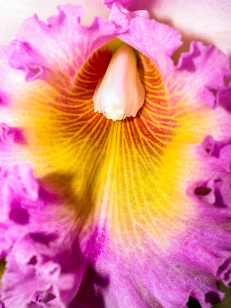 Orchid Flower 