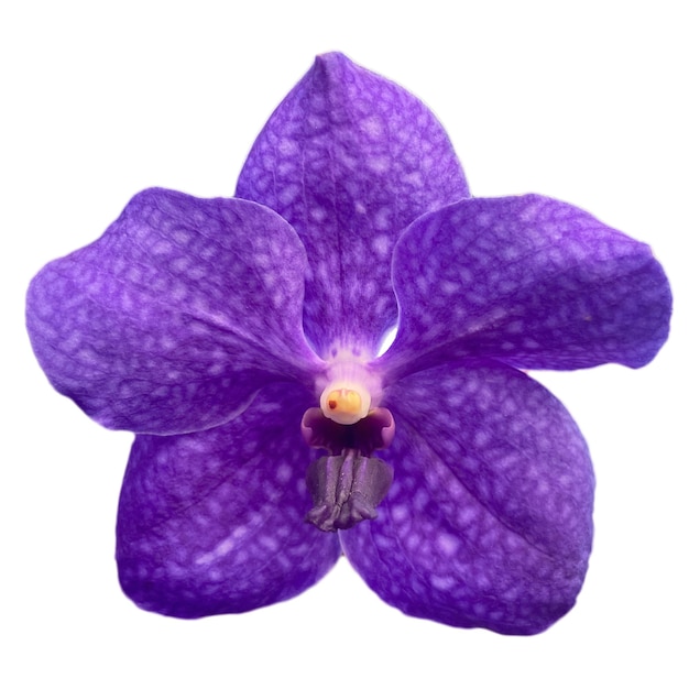 orchid flower