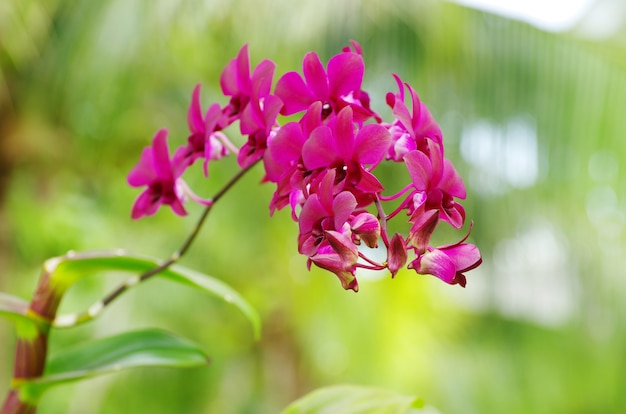 Orchid flower