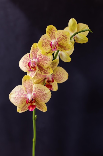 Orchid flowers on black background