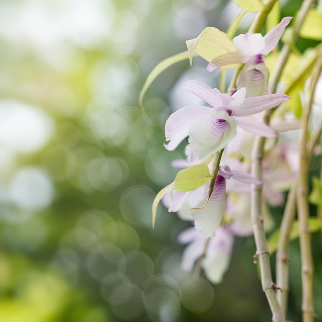 Orchid flowers over blurred natural backgrounds