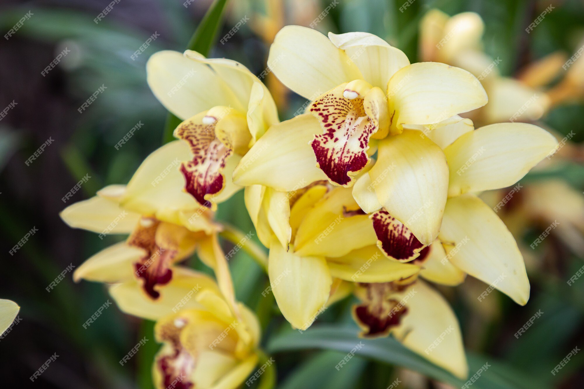 Premium Photo | Orchid flowers in the garden. cymbidium orchidaceae.