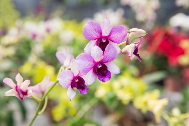 Orchid flowers in the garden