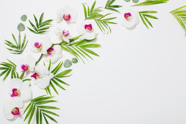 Orchid flowers and green leaves on white background