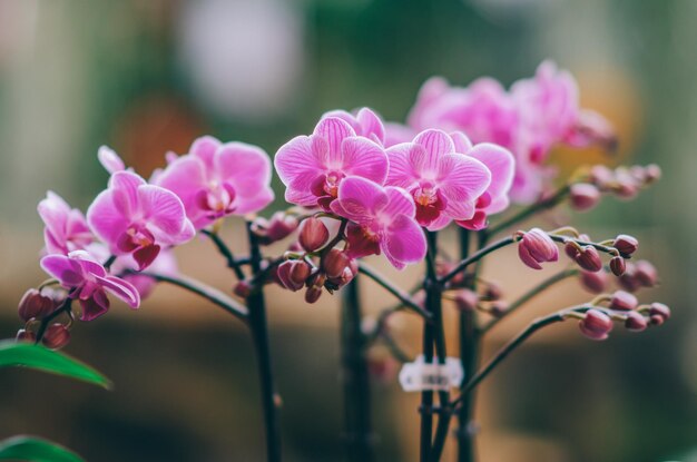 温室の蘭の花