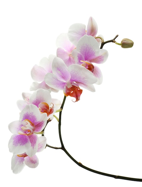 Photo orchid flowers isolated on white