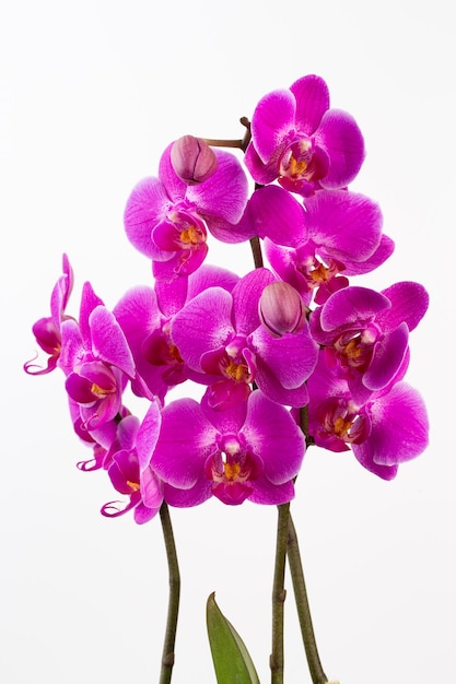 Orchid flowers isolated