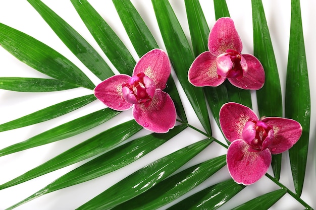 Orchid flowers and palm leaves closeup