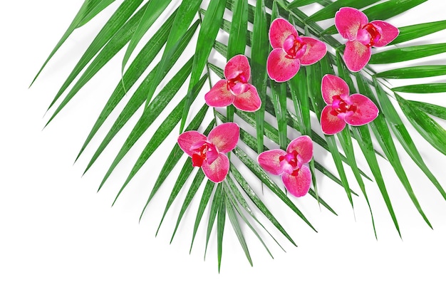Цветы орхидеи и пальмовые листья крупным планом