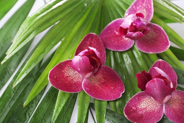 Orchid flowers and palm leaves closeup