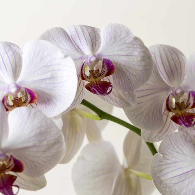 Orchid flowers in Pink and white color on brown background