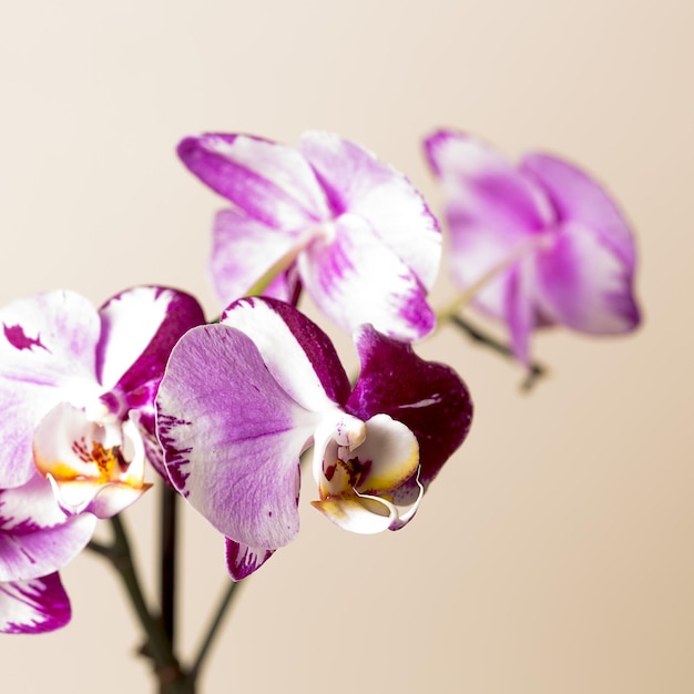 Orchid flowers in pink and white colors on brown background