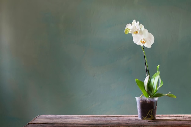 Orchid flowers in pot on old wooden table