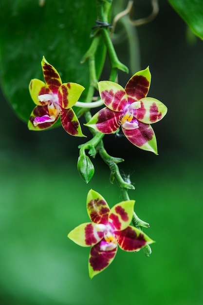 Orchid flowers with beautiful colors.