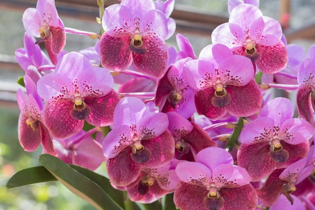 Orchid flowers with leaves