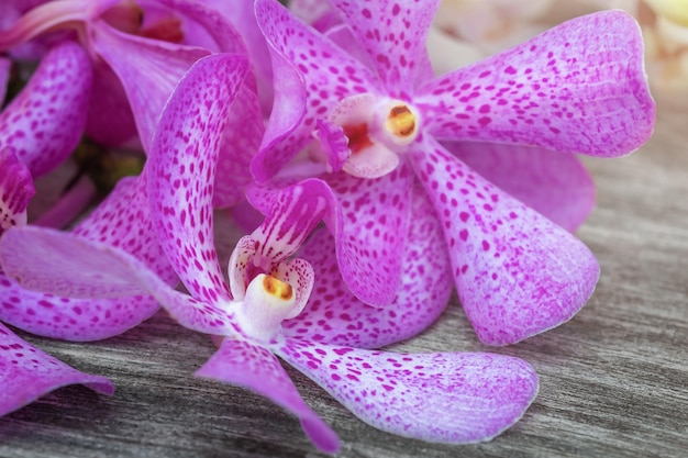 Orchid flowers on the wooden