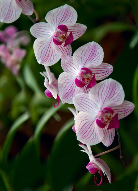 Fiori di orchidea