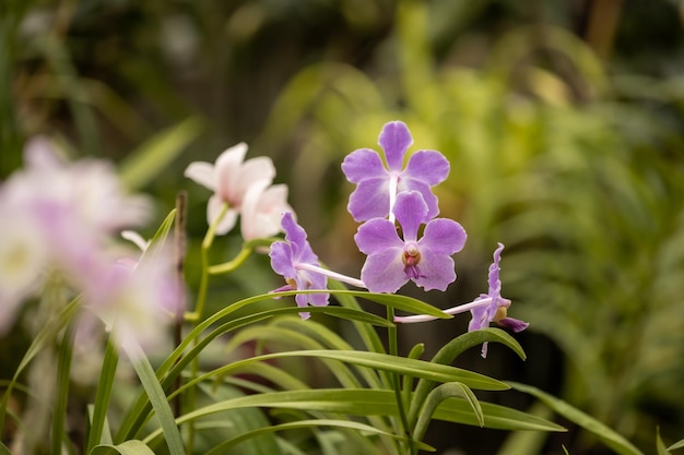 Photo orchid flowers