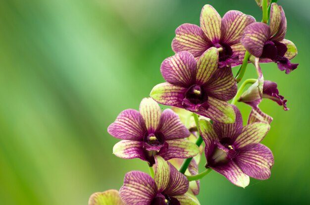 Orchid flowers