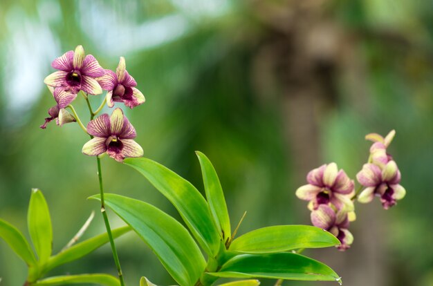 orchid flowers