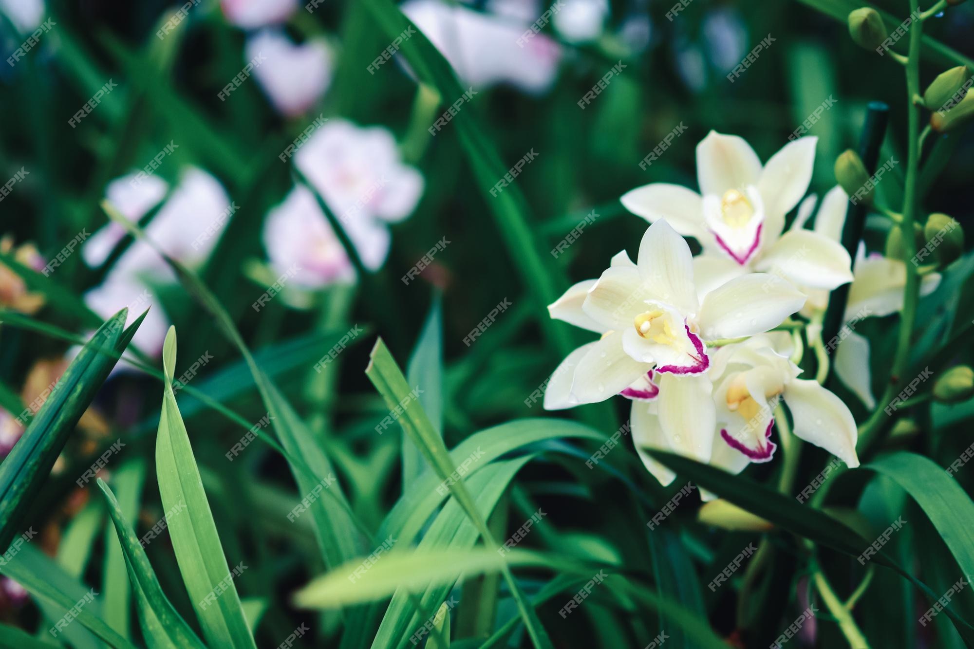 Premium Photo | Orchid garden with blooming cymbidium and other ground  orchids